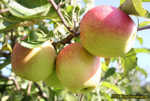 Яблоки сорта Пинова: внешний вид и вкус