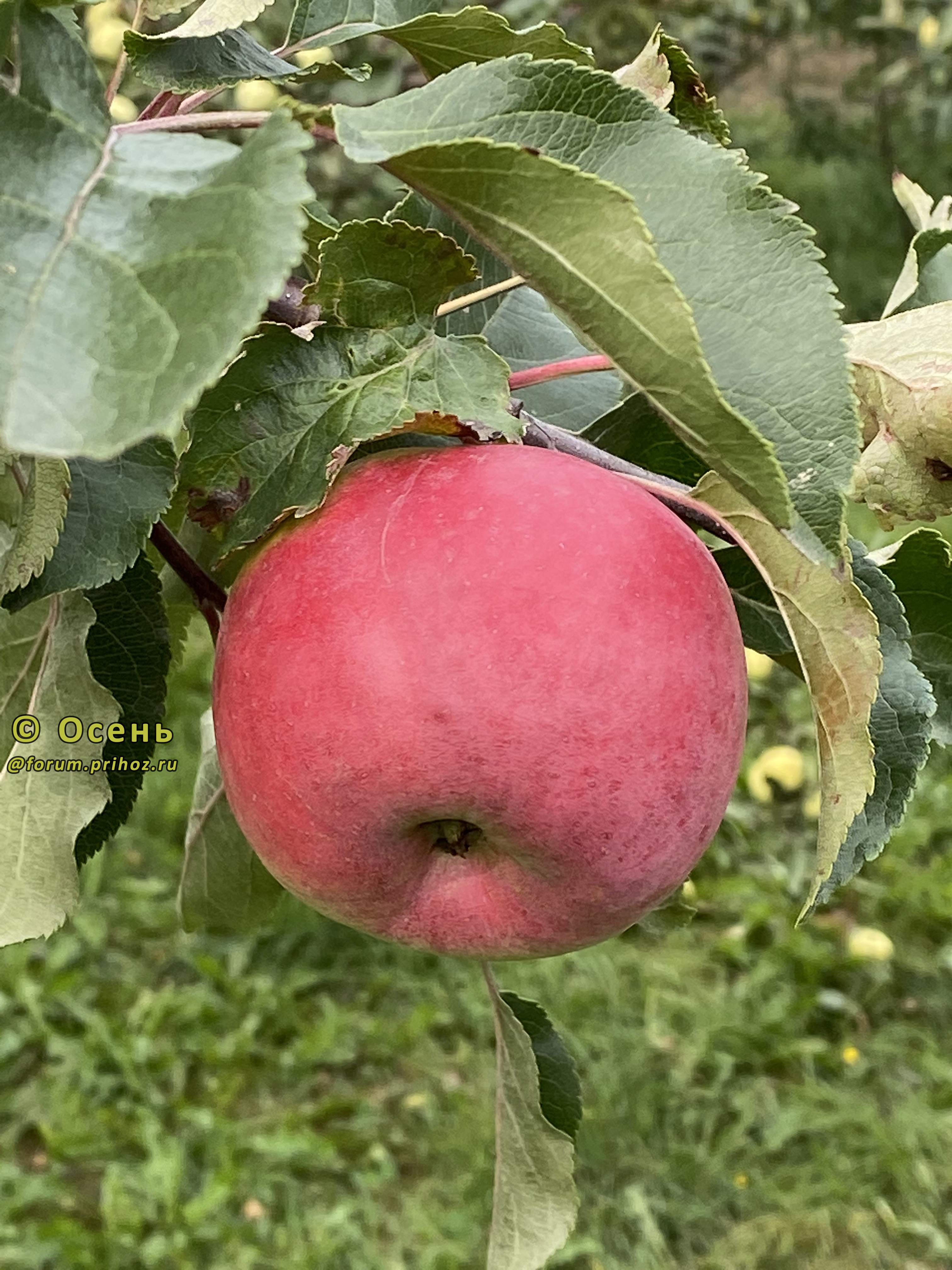 Яблоня Праздничное - описание сорта и фото яблок