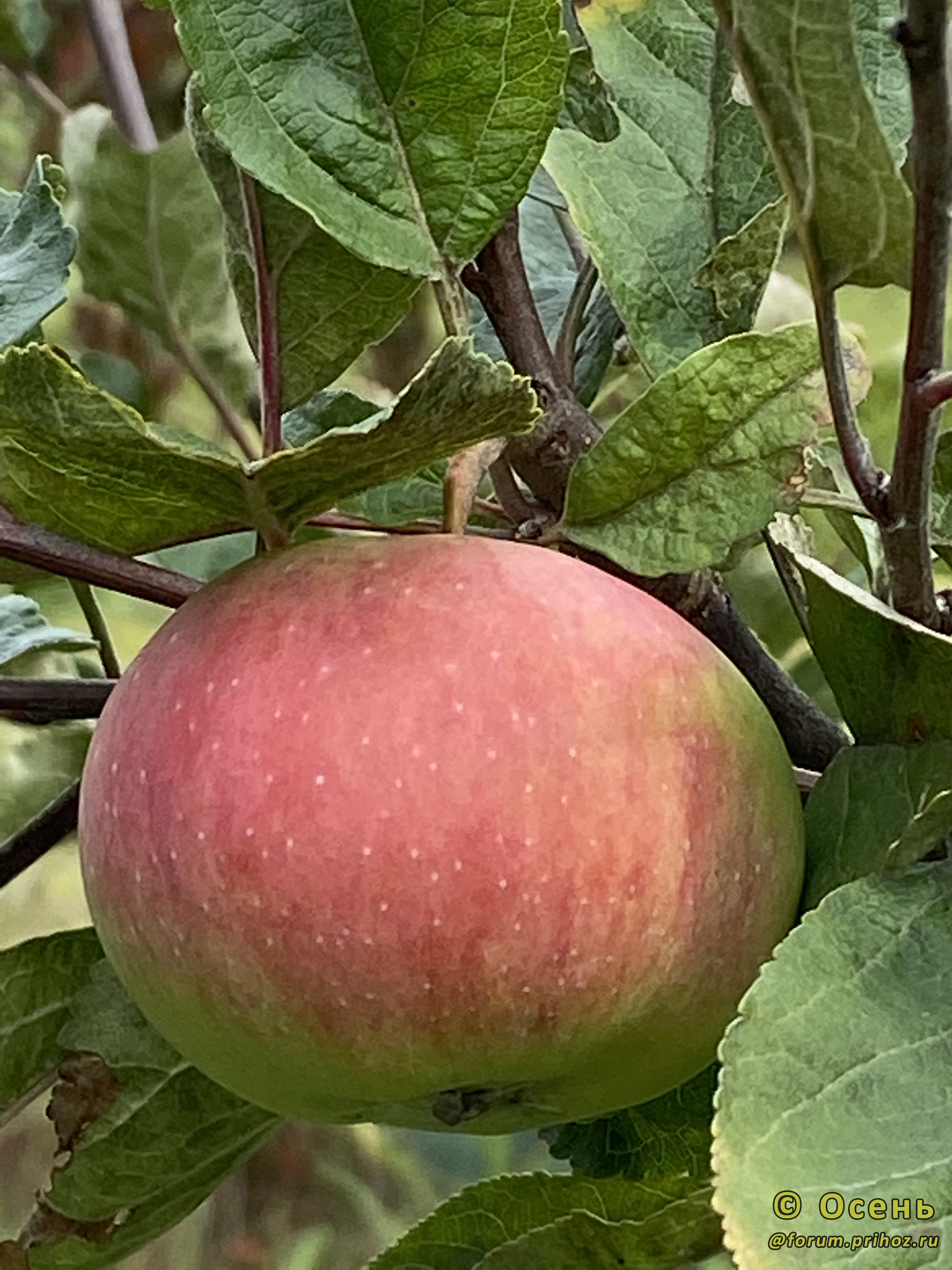 Яблоня Скрут - описание сорта и фото яблок