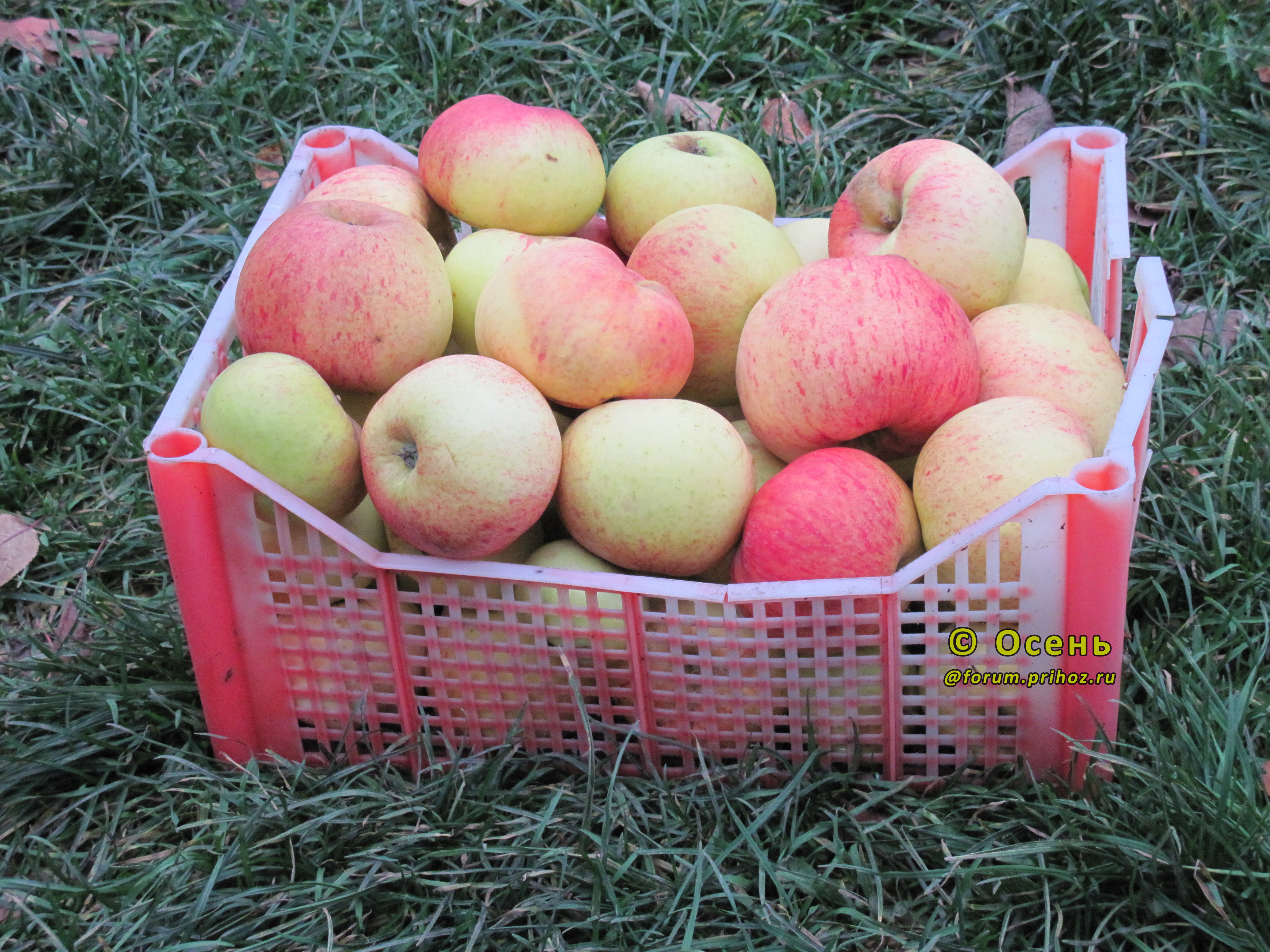 Яблоня Шаропай - описание сорта и фото яблок