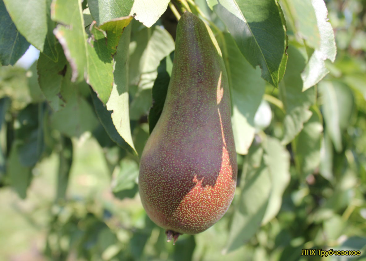 Груша Дево - описание сорта и фото груш