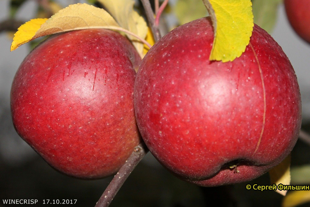 Яблоня ВайнКрисп - описание сорта и фото яблок