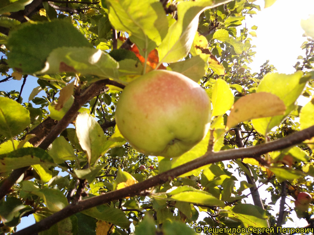 Яблоня Маяк Загорья - описание сорта и фото яблок