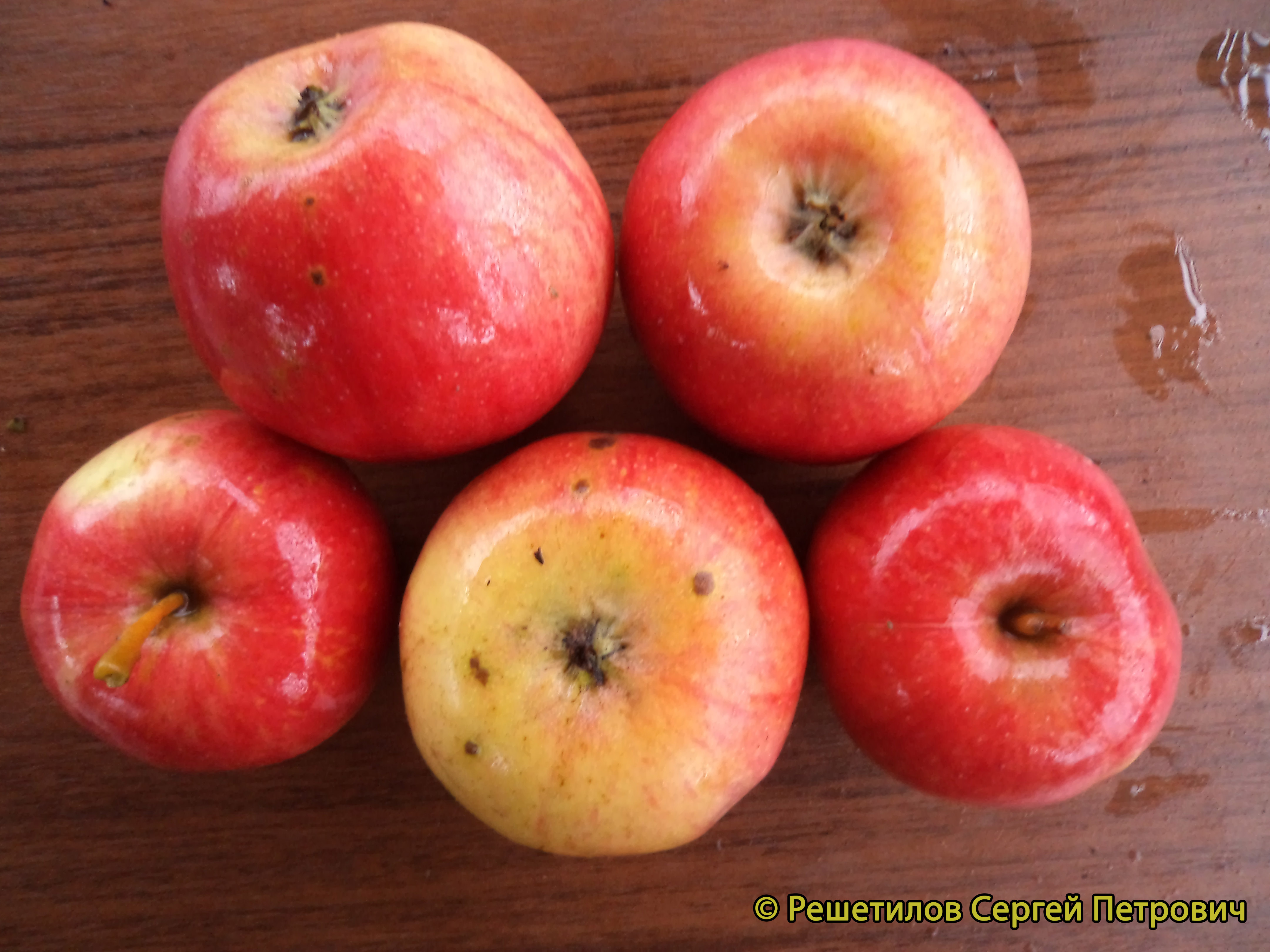 Яблоня Маяк Загорья - описание сорта и фото яблок