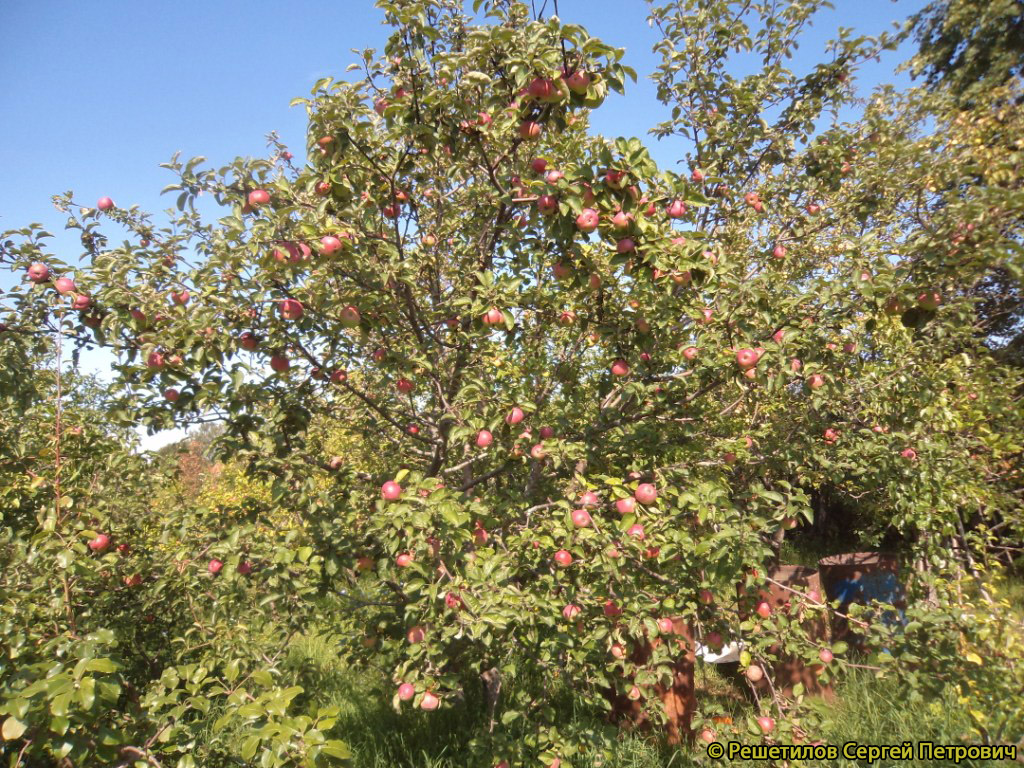 Яблоня Подарок Графскому - описание сорта и фото яблок