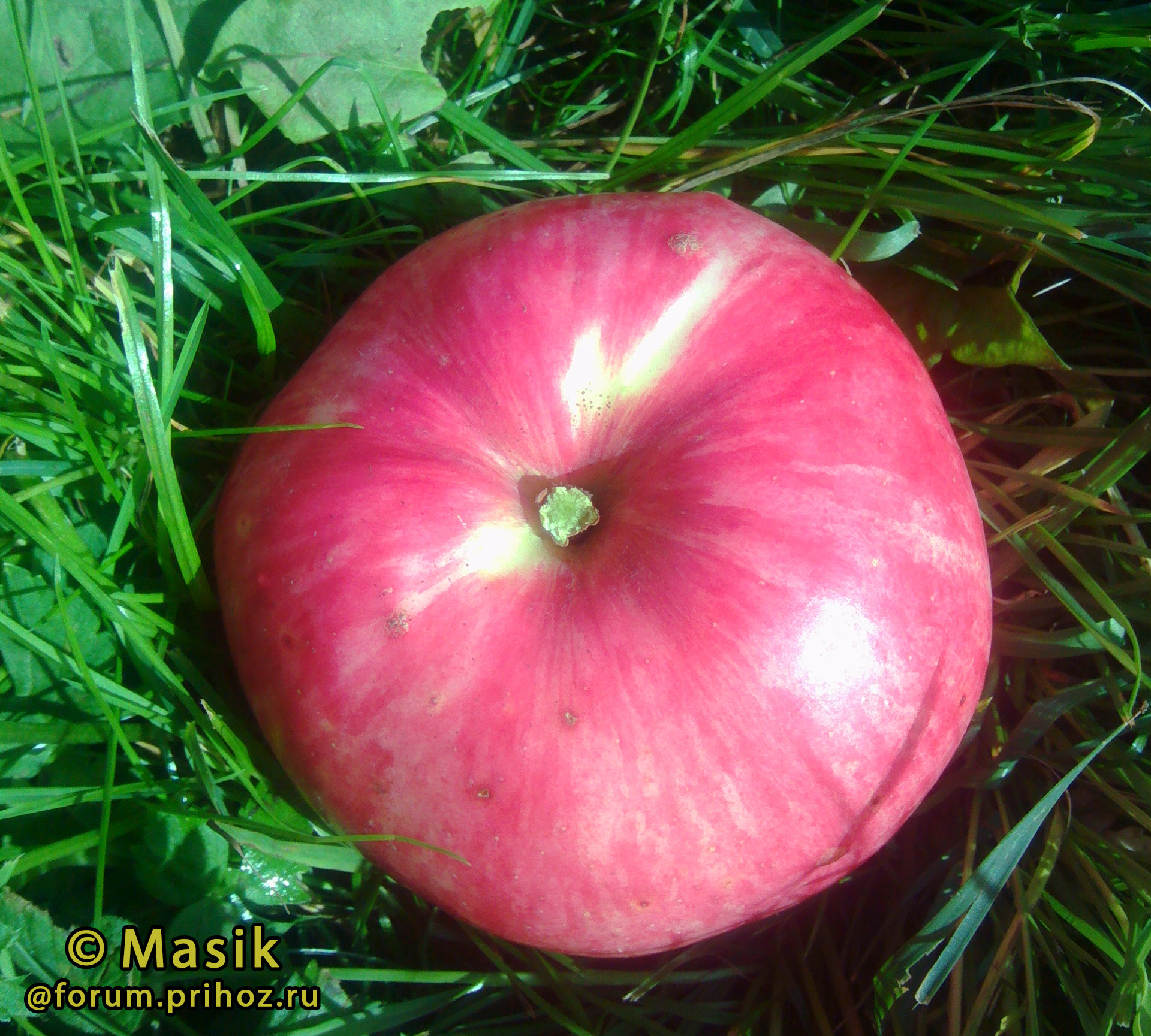 Розовый налив отзывы. Яблоня розовый налив. Яблоки розовый налив. Яблоня розовый налив фото. Розовый налив яблоня описание.