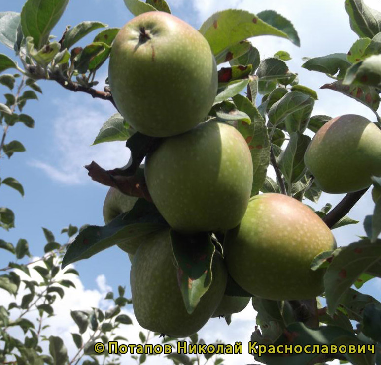 Сорта яблонь для Воронежской области названия, фото, описание