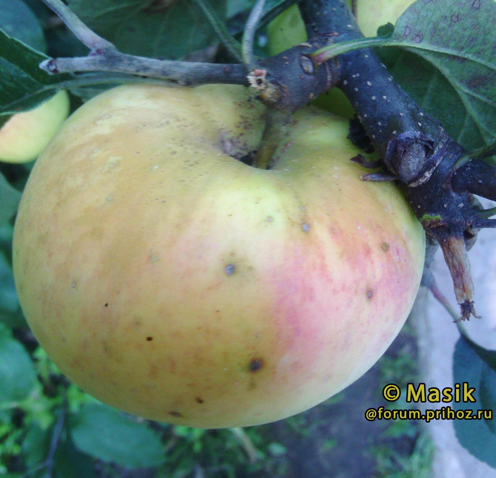 Суворовец яблоки
