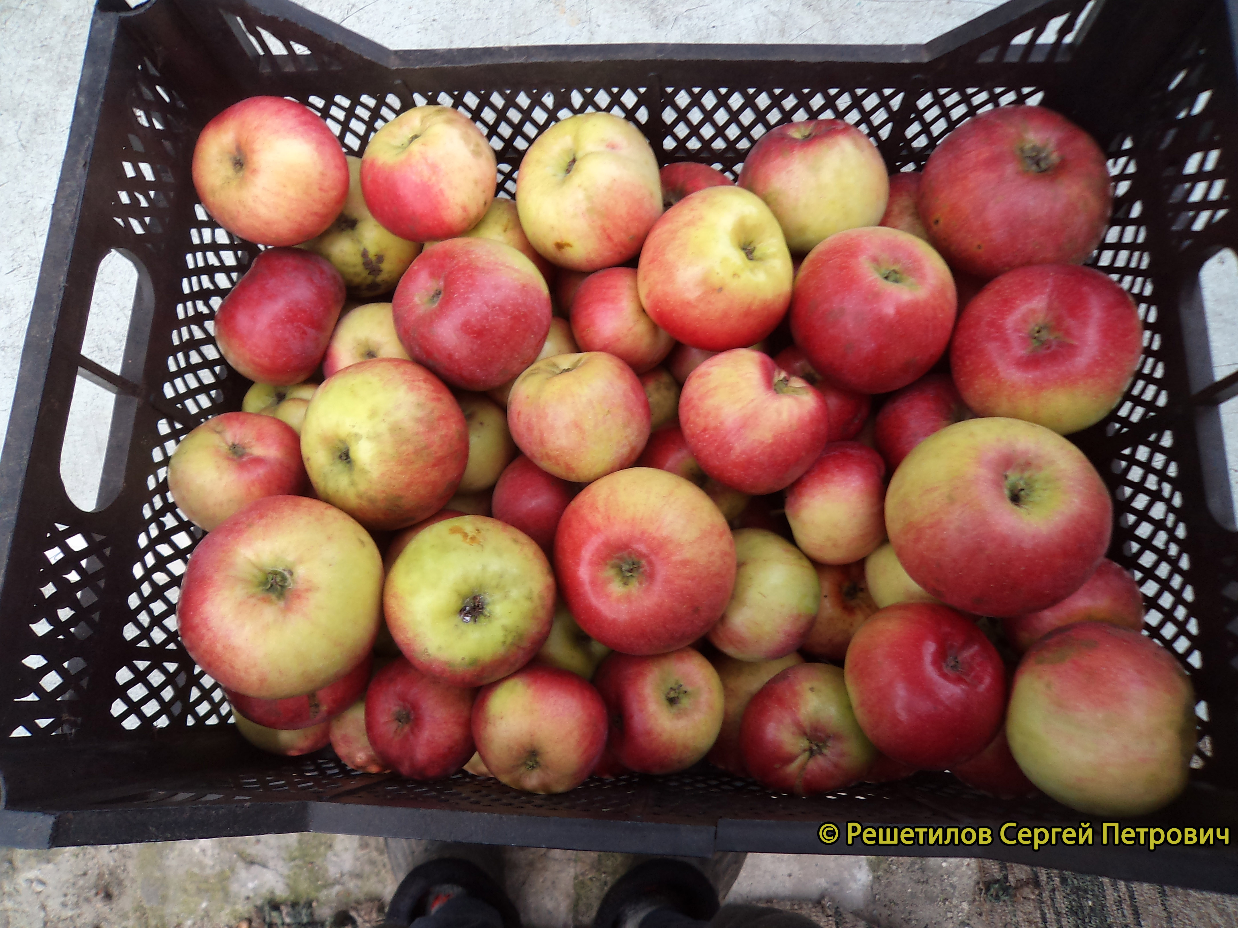 Яблоня Уэлси - описание сорта и фото яблок
