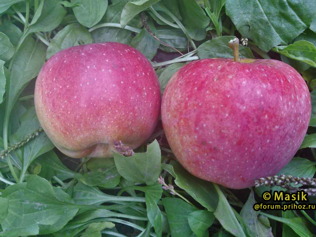 Сорта сладких осенних яблок: описания, фото, отзывы 2021