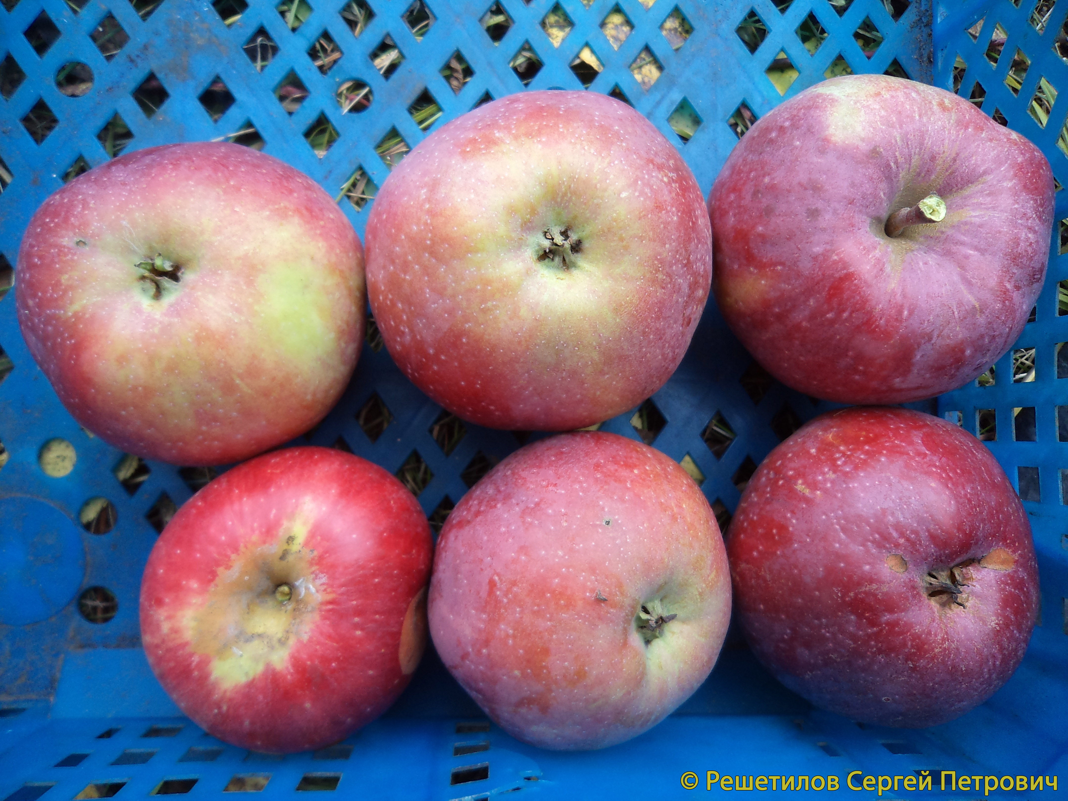 Выращивание яблони Энтерпрайз