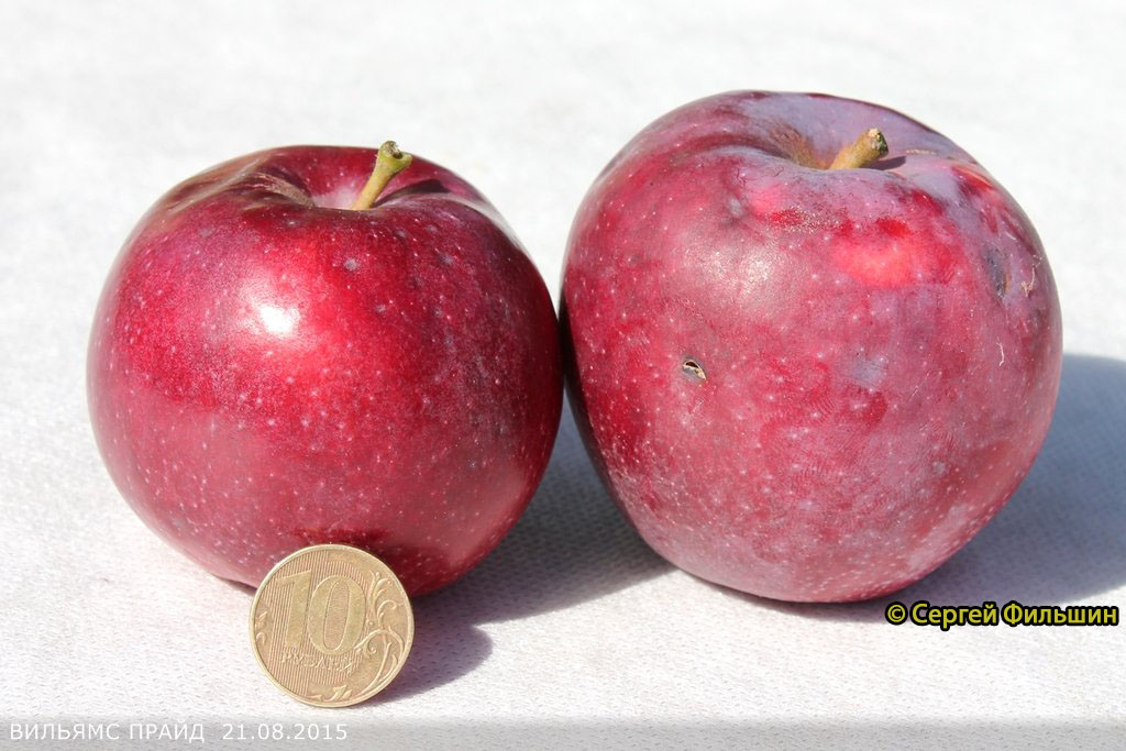 Яблоня Вильямс Прайд - описание сорта, отзывы и фото яблок
