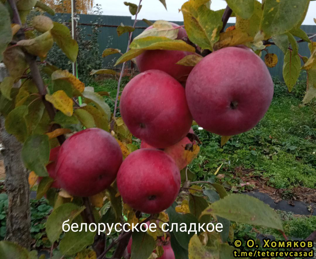 Яблоко белорусское сладкое описание сорта фото