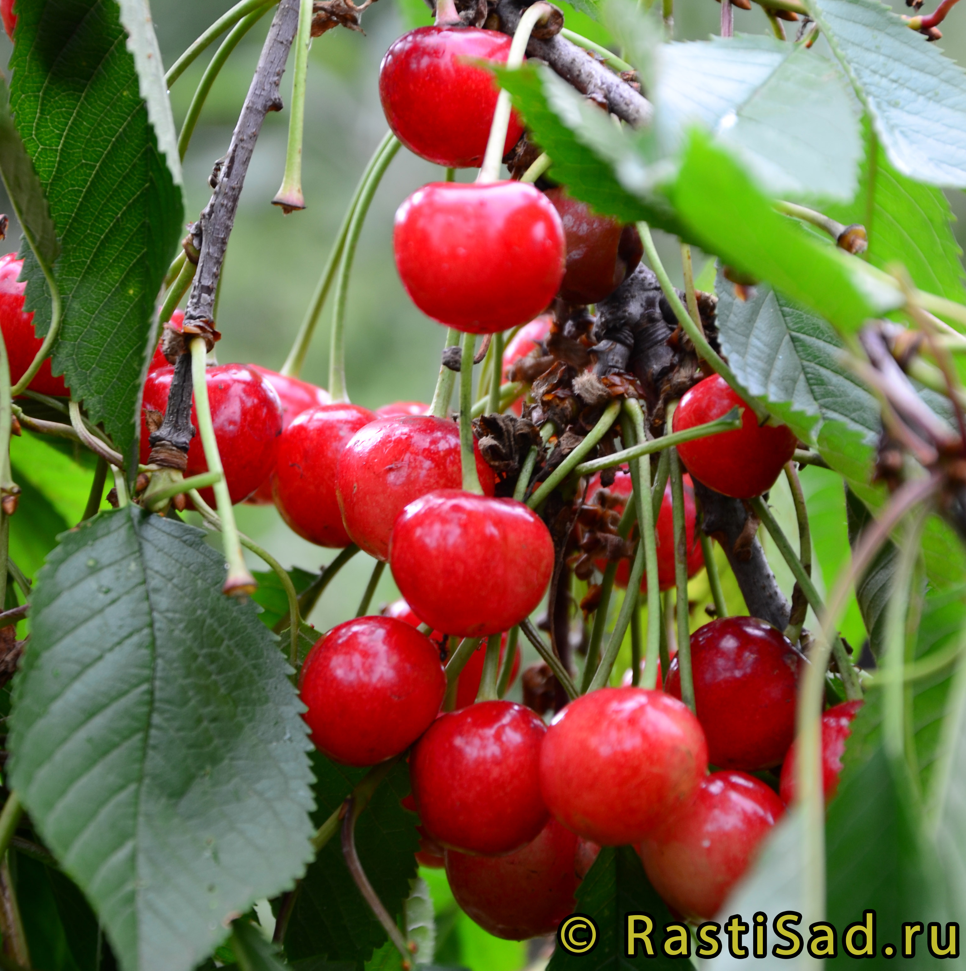 Черешня Красная Горка - описание сорта и фото плодов