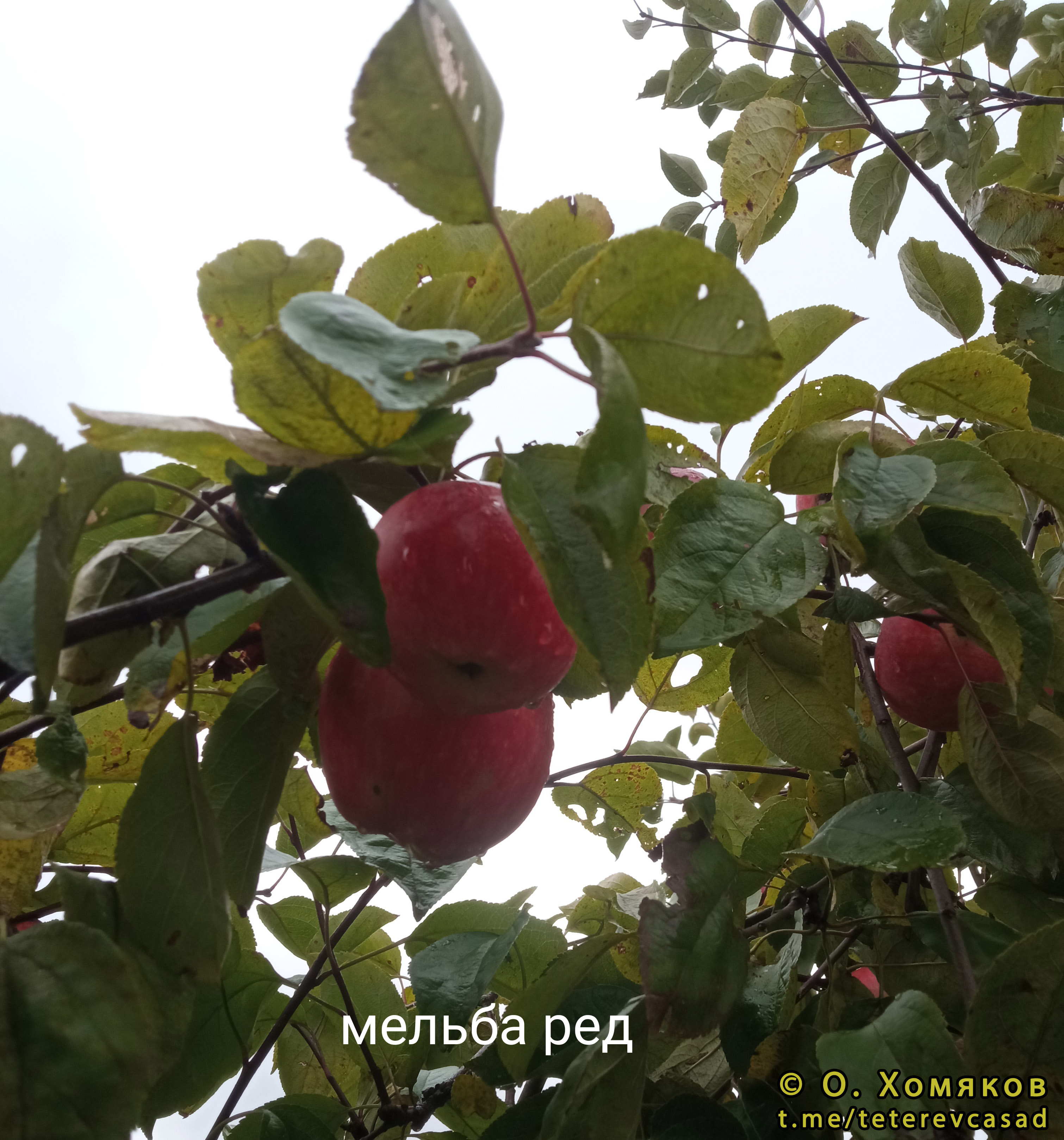 Яблоня Мельба Рэд - описание сорта и фото яблок