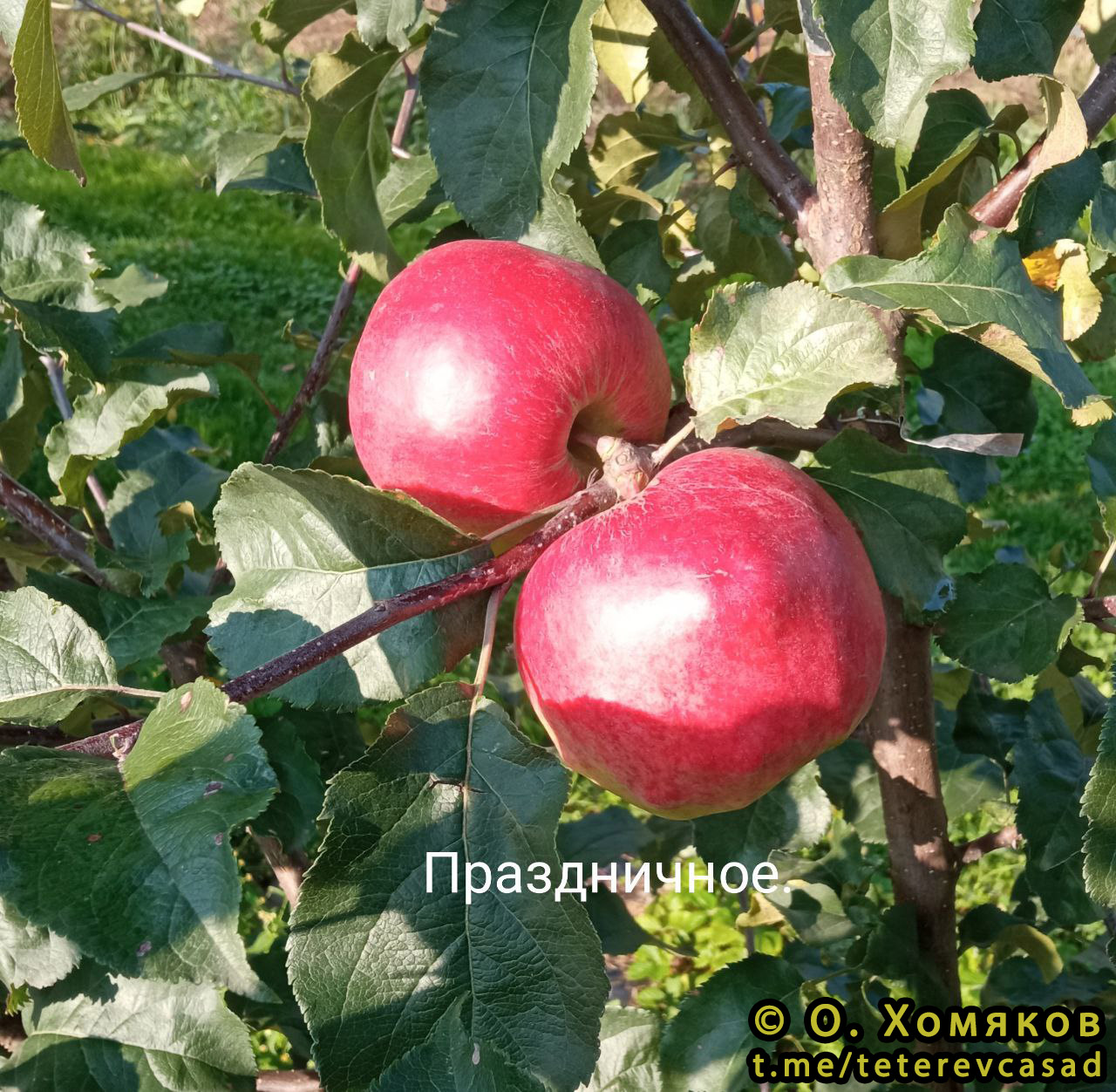 Яблоня Праздничное - описание сорта и фото яблок