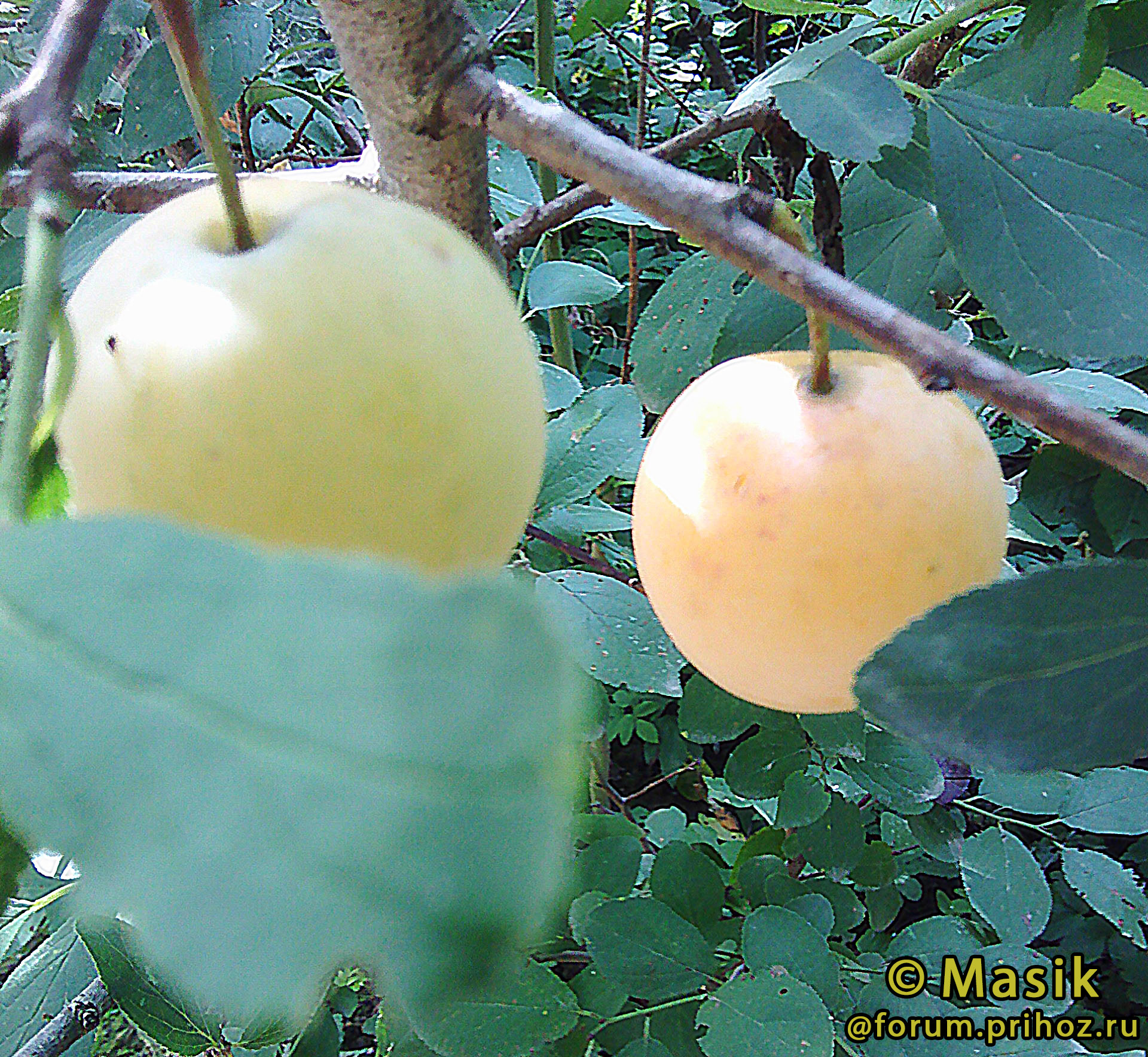 Яблони тимирязевская