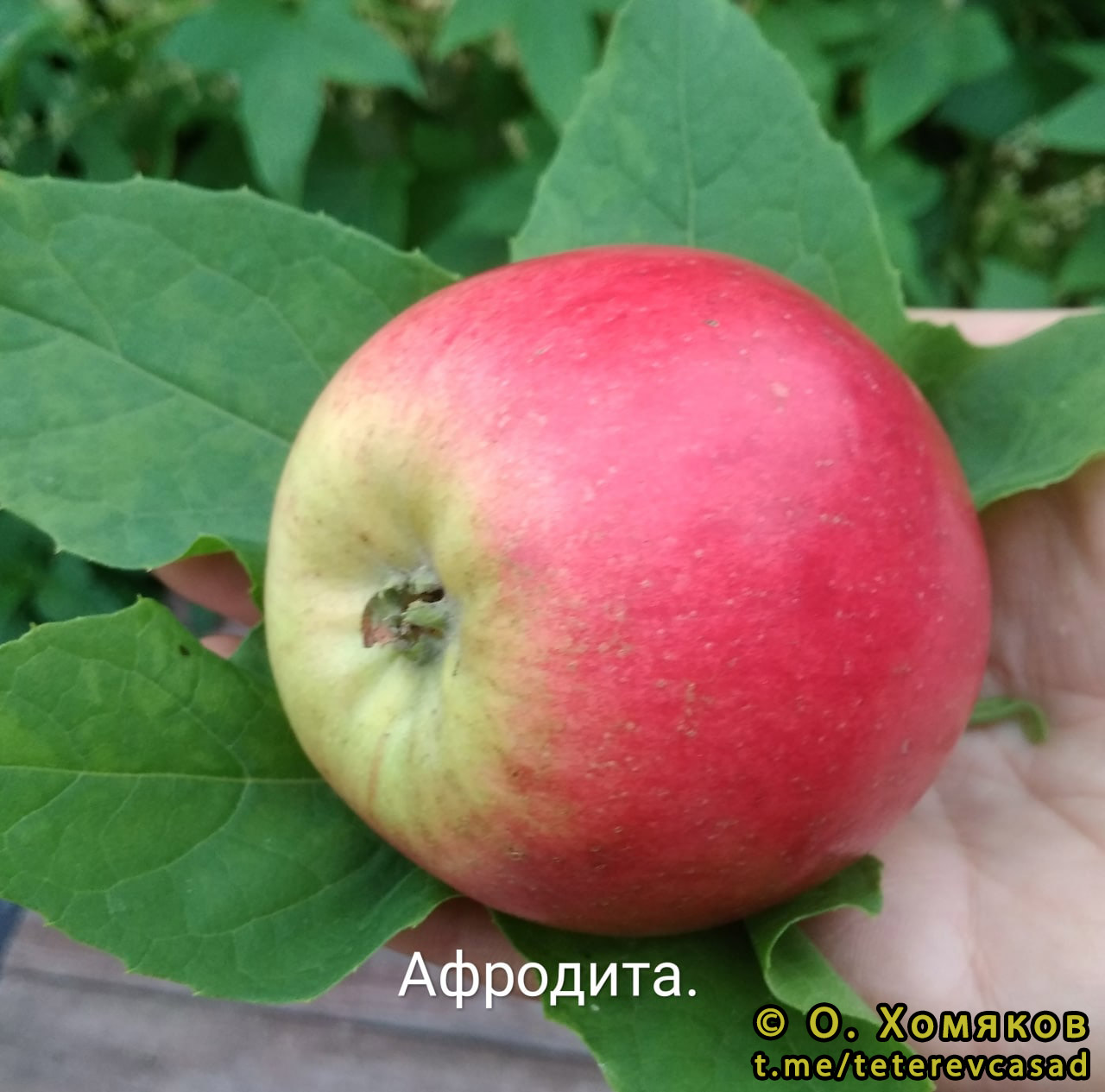 Яблони Афродита И Описание