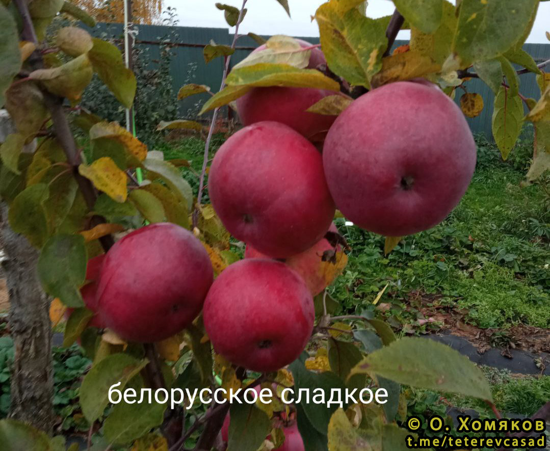 Сорта Белорусских Яблок