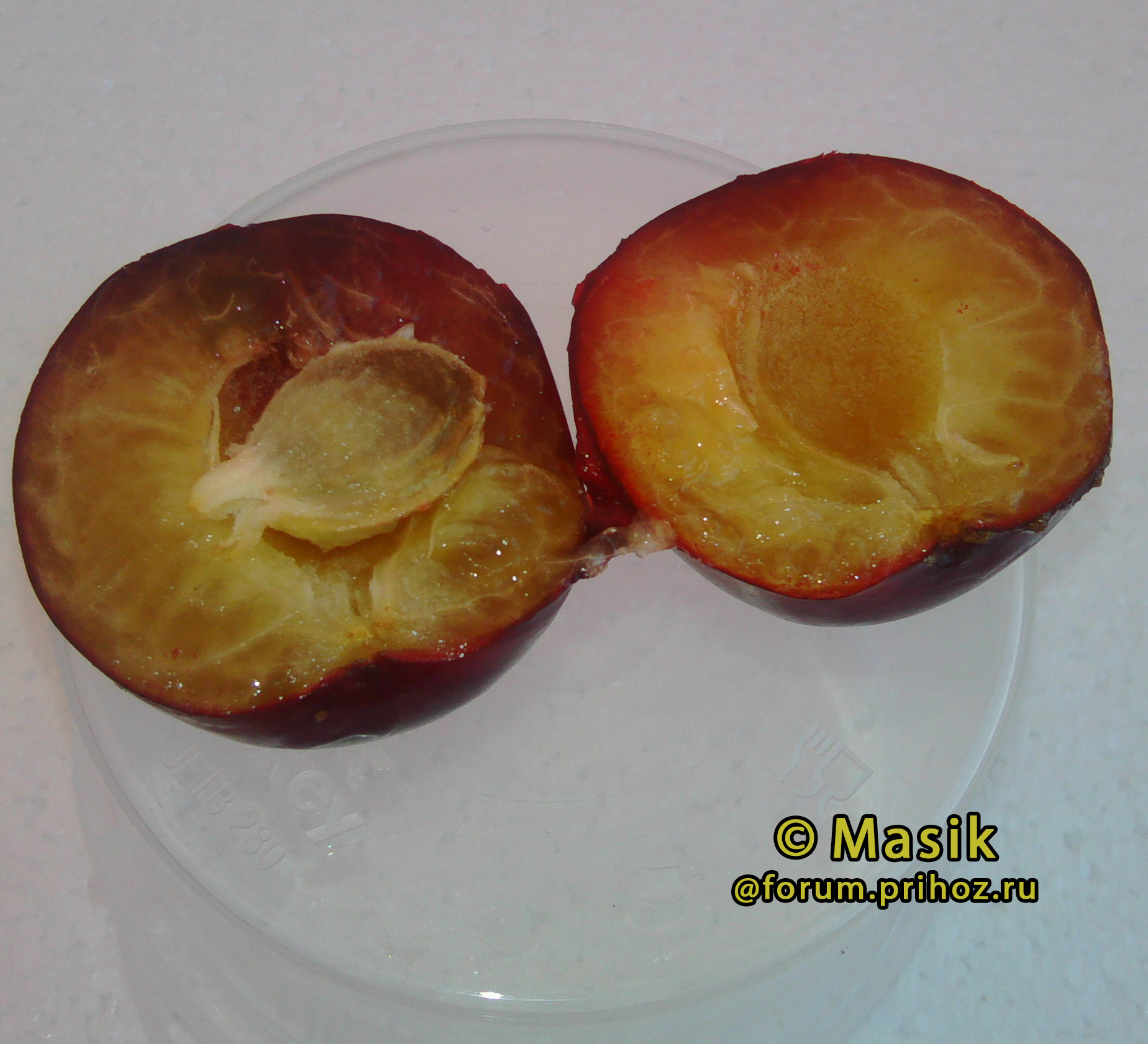 Алыча (слива) гибридная "Кубанская Комета" - описание сорта, отзывы и ...