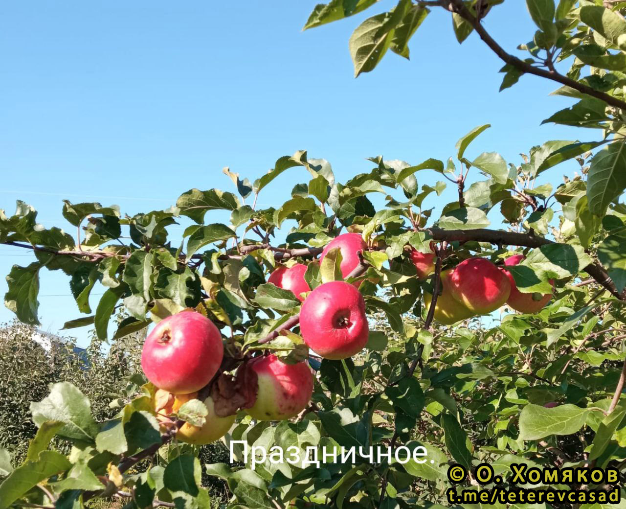 Яблоня Осенняя Радость