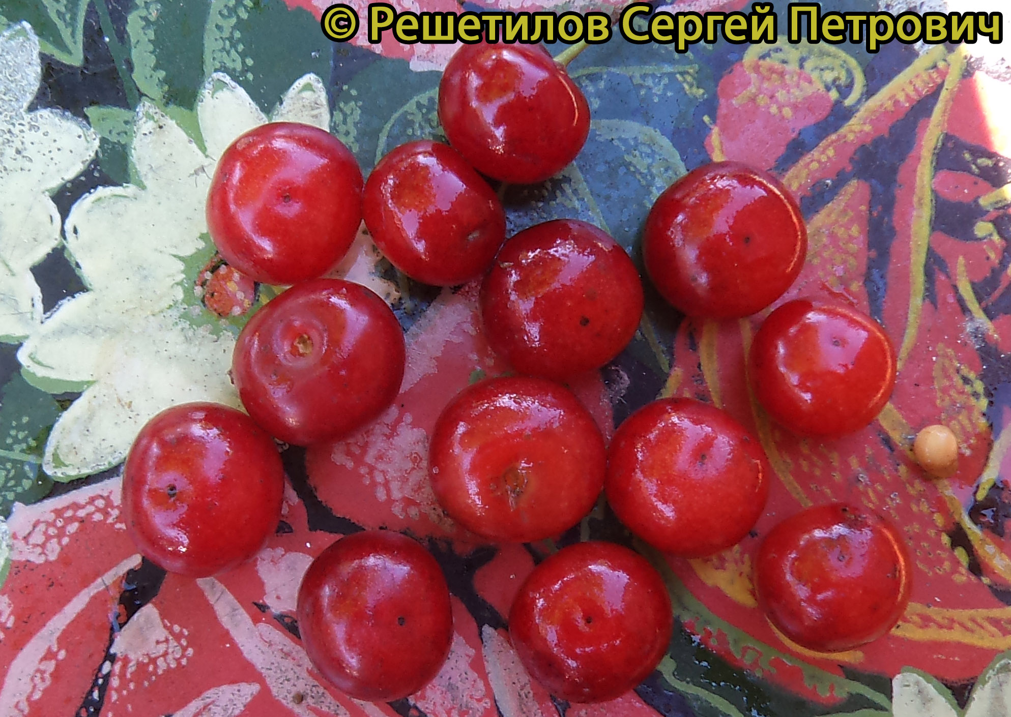 Черешня Радица - описание сорта и фото плодов
