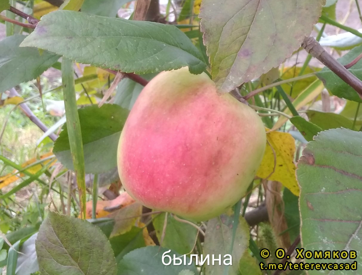 Орловский Пионер Яблоня Описание