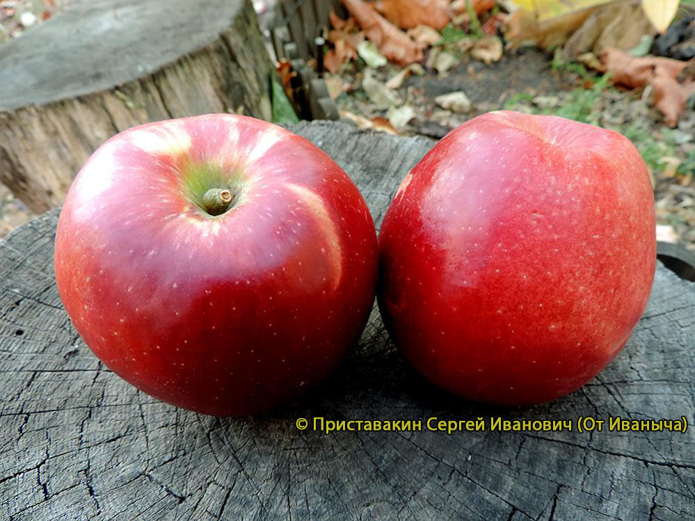 Дарк Айдл фото  яблок