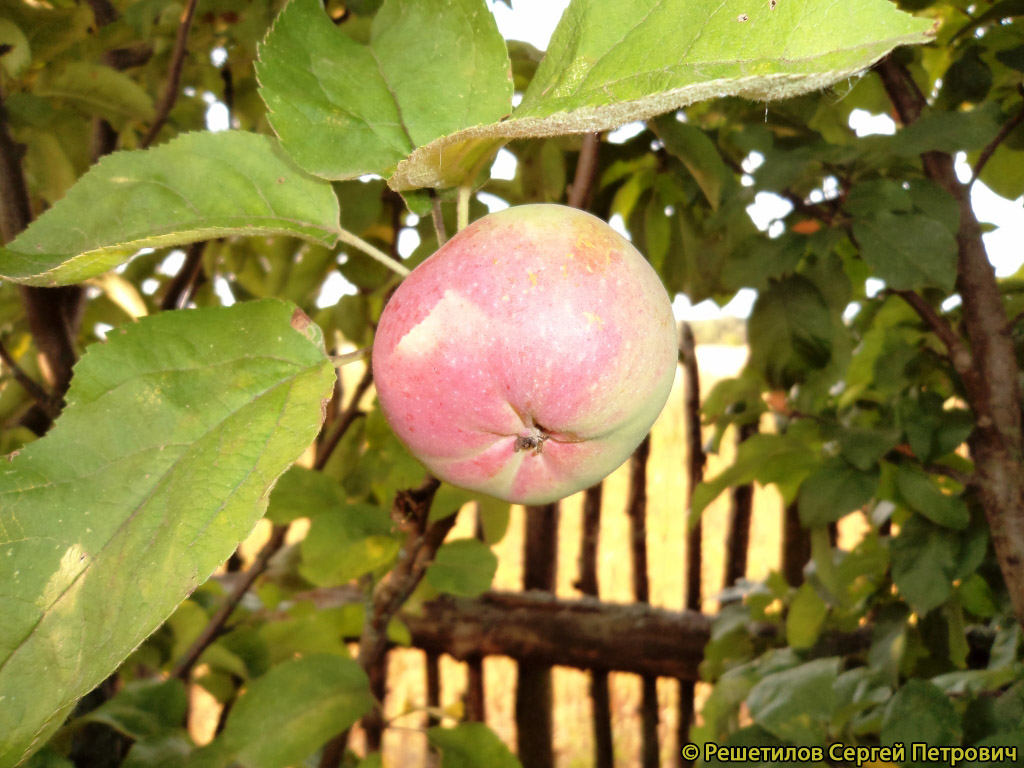 Яблоня Джин - описание сорта и фото яблок