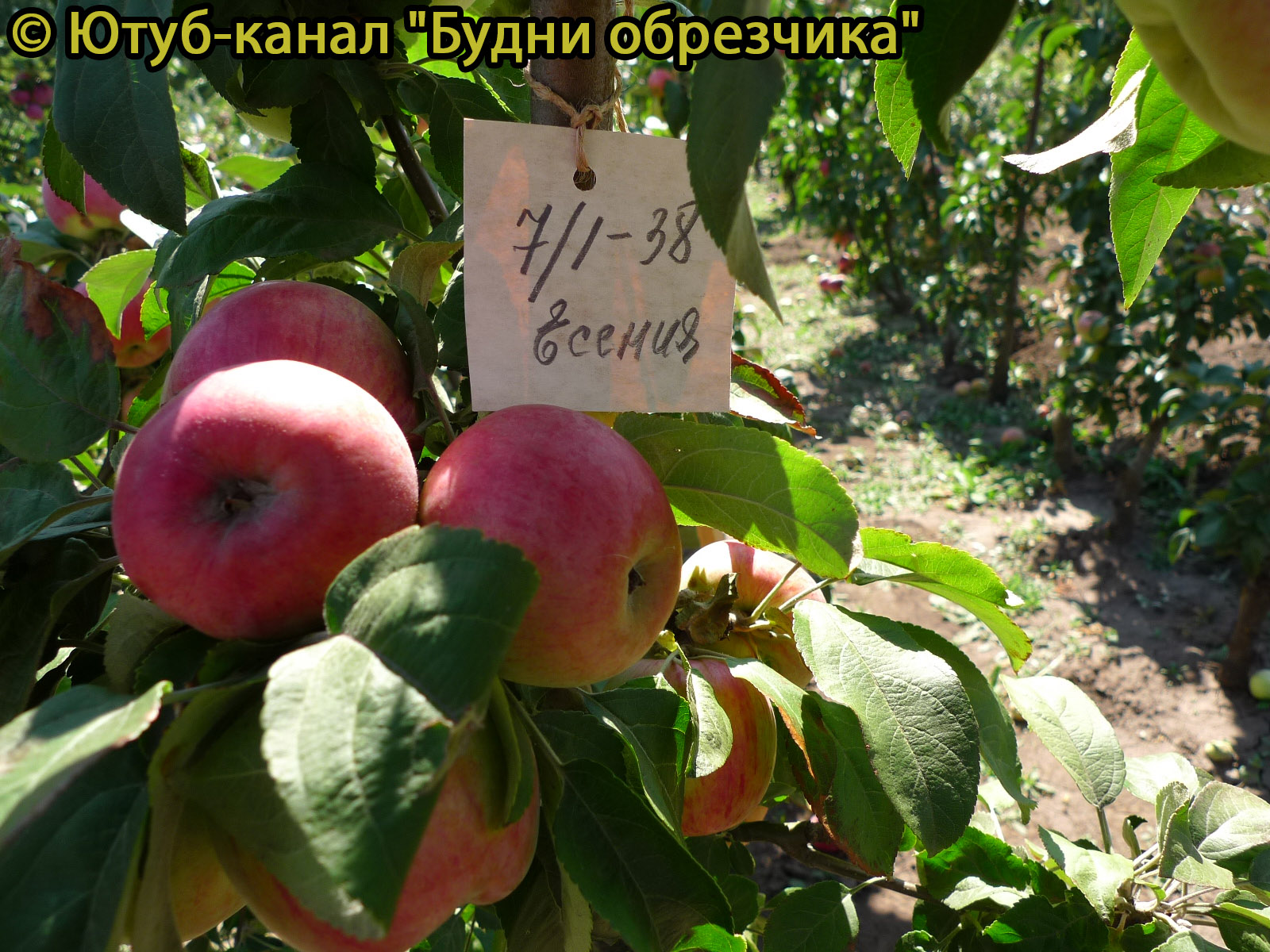 Яблоня Орловская Есения - описание сорта и фото яблок