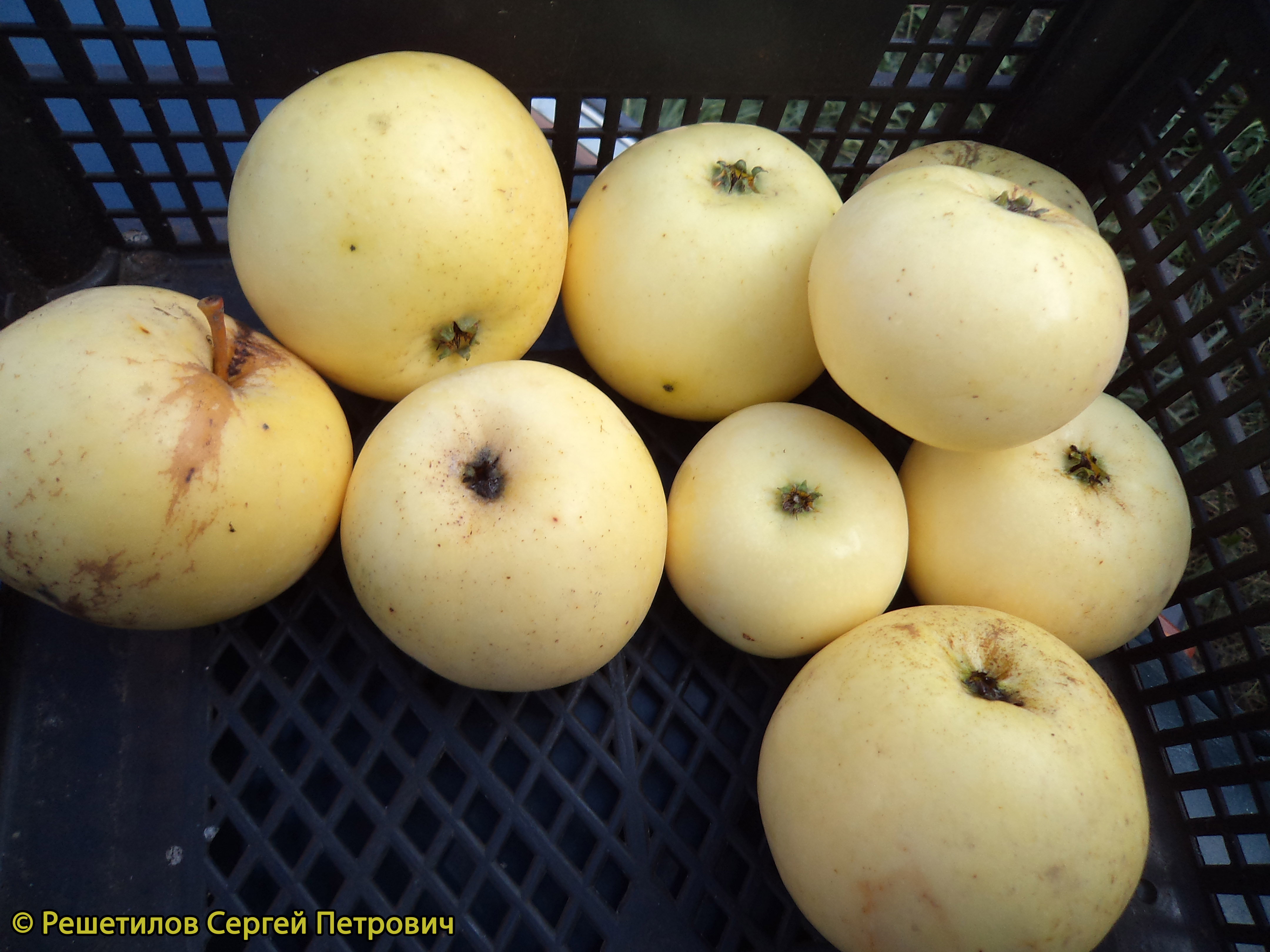 Яблоня Сауле - описание сорта и фото яблок
