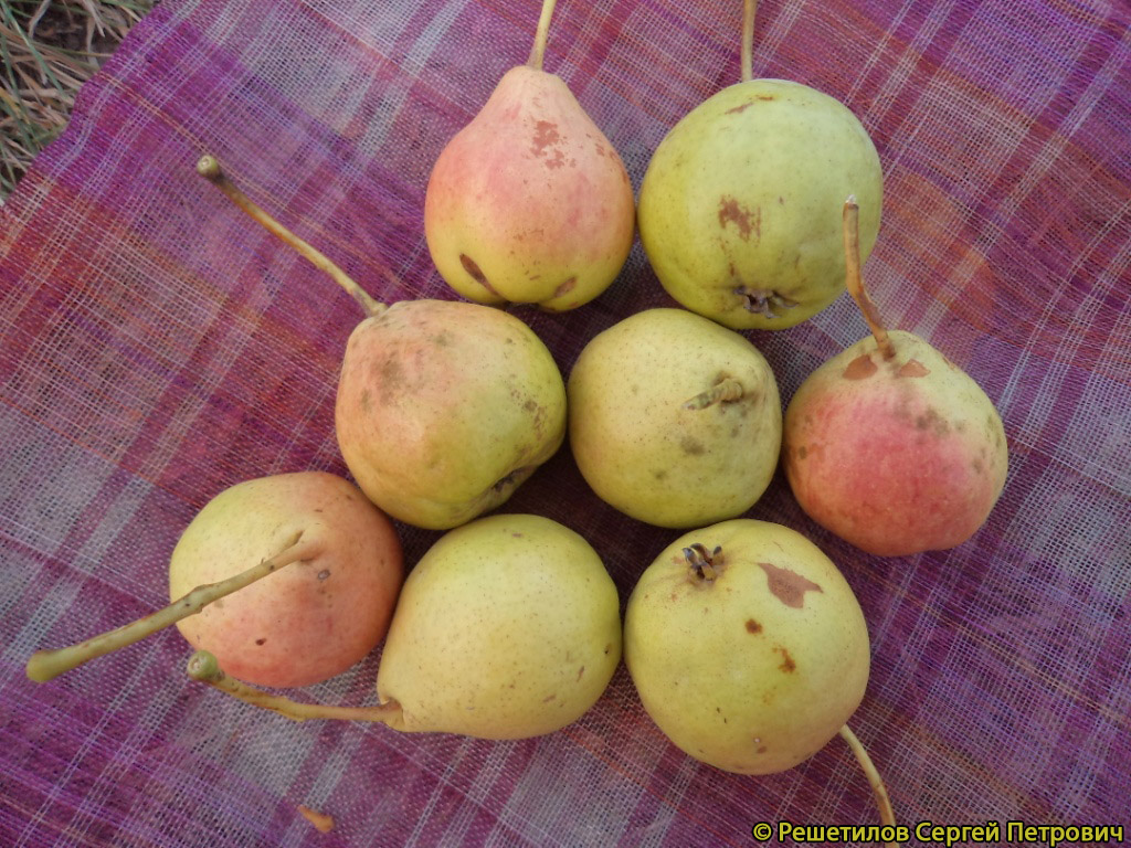Груша Карамельная - описание сорта и фото груш