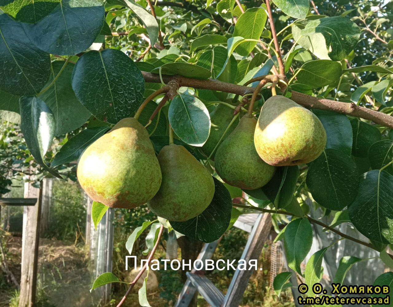 Груша Платоновская - описание сорта и фото груш