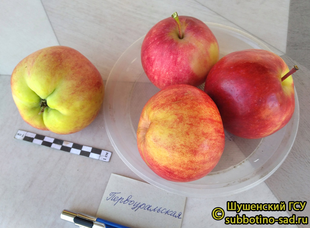 Яблоня Первоуральская - описание сорта и фото яблок