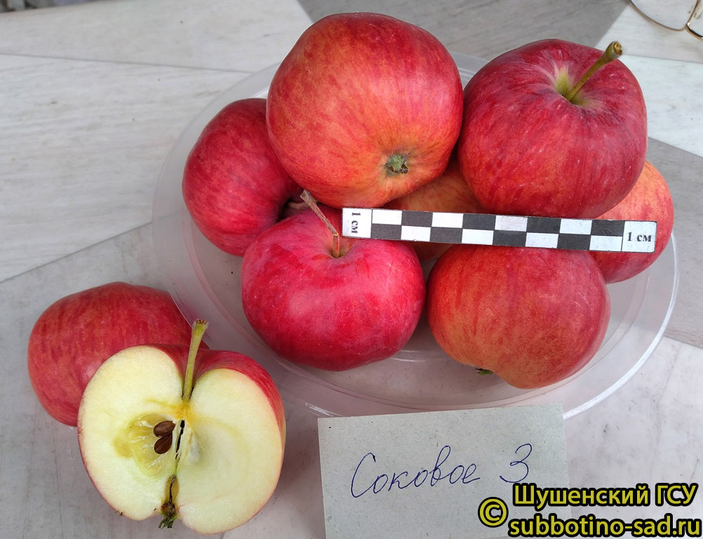 Яблоня Соковое 3 - описание сорта и фото яблок