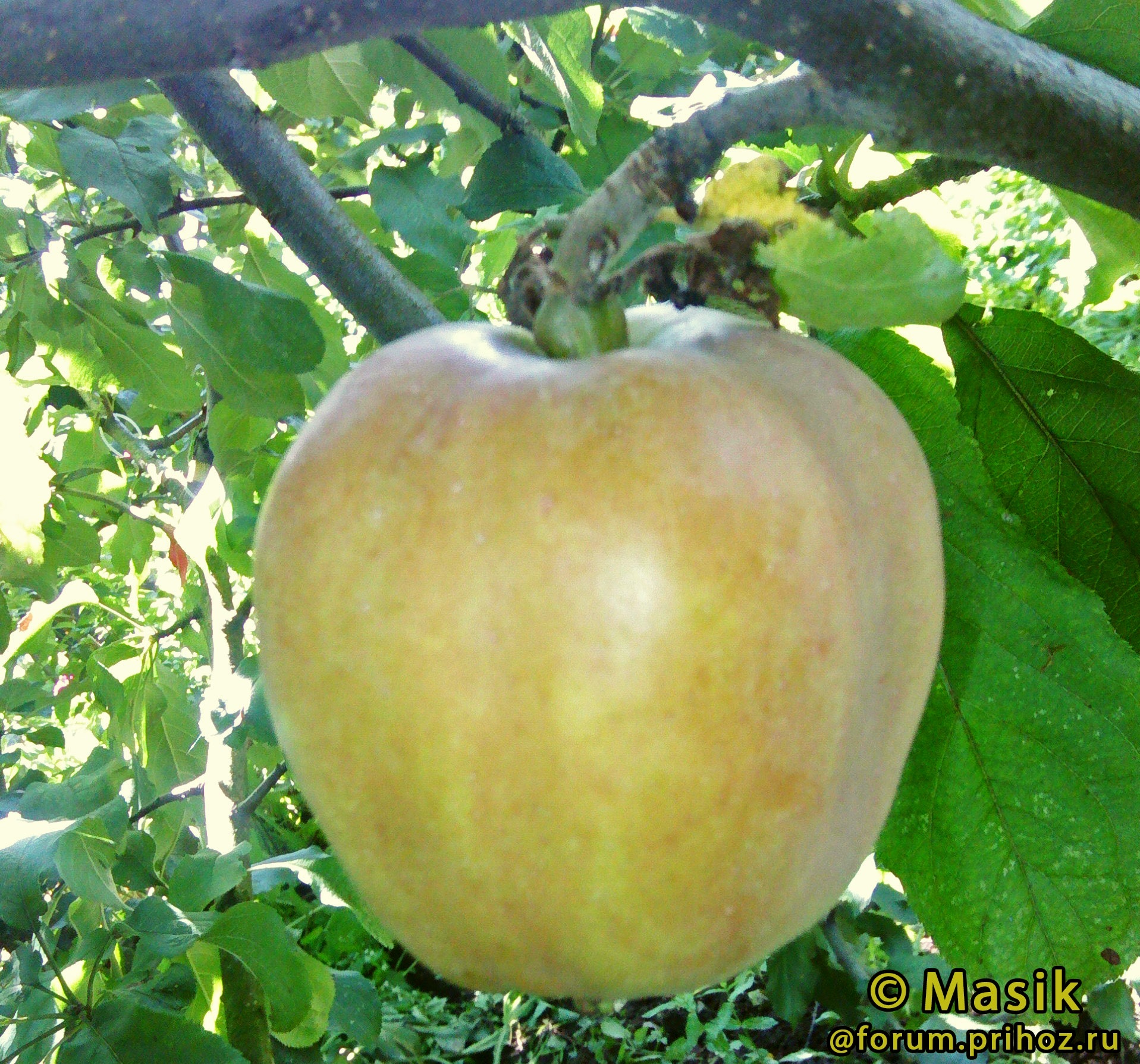 Яблоня Старкримсон - описание сорта и фото яблок