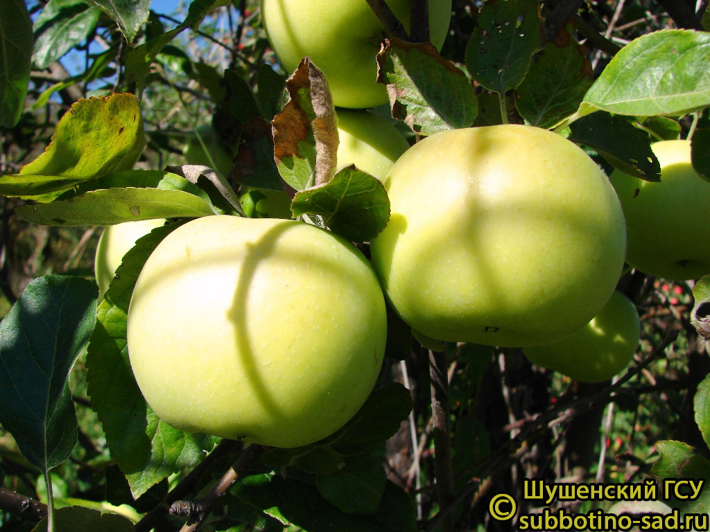 Яблоня Феникс Алтайский - описание сорта и фото яблок