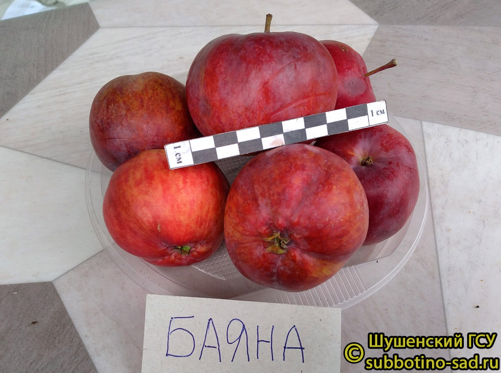 Яблоня Баяна Отзывы