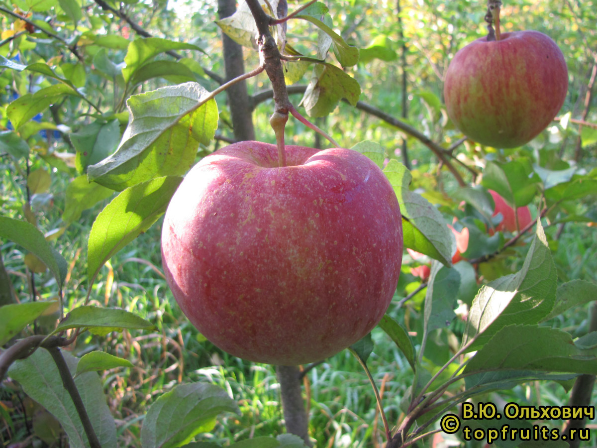 БЛИМУНД фото яблок