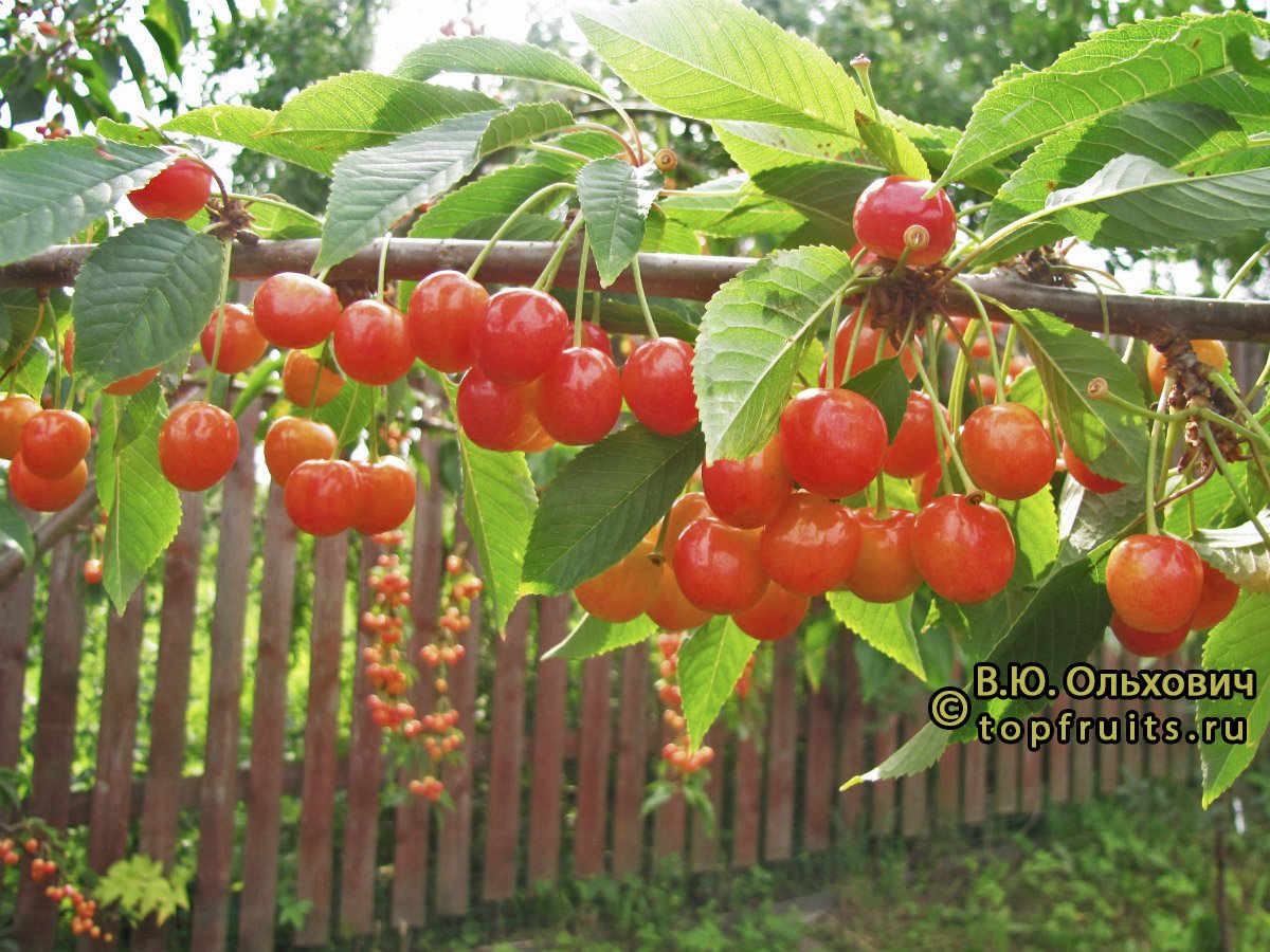 Черешня Брянская Розовая - описание сорта и фото плодов