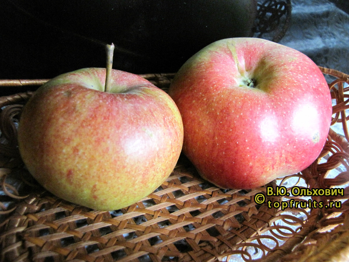 Сорта яблонь для Белгородской области названия, фото, описание
