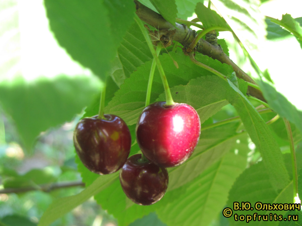 Черешня Гронковая - описание сорта и фото плодов
