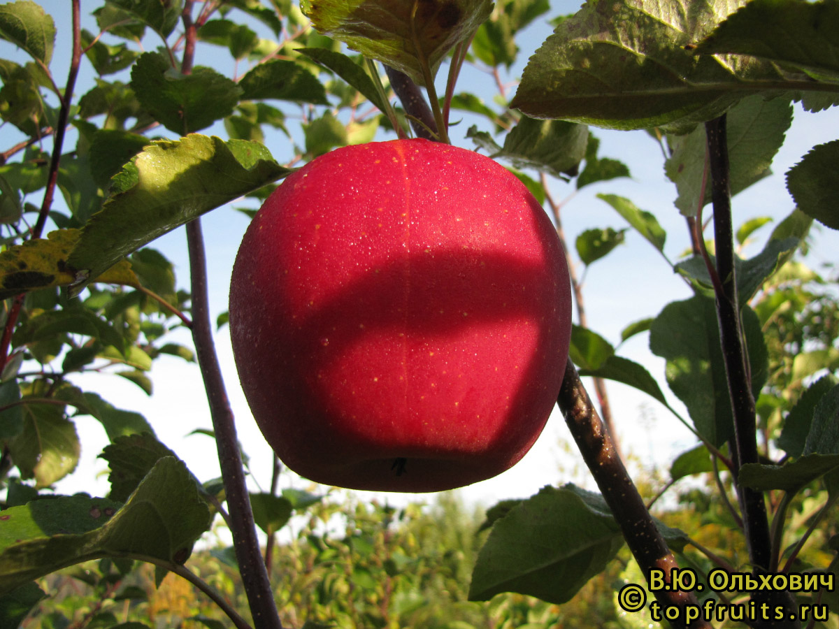 Дарк Рубин фото яблока