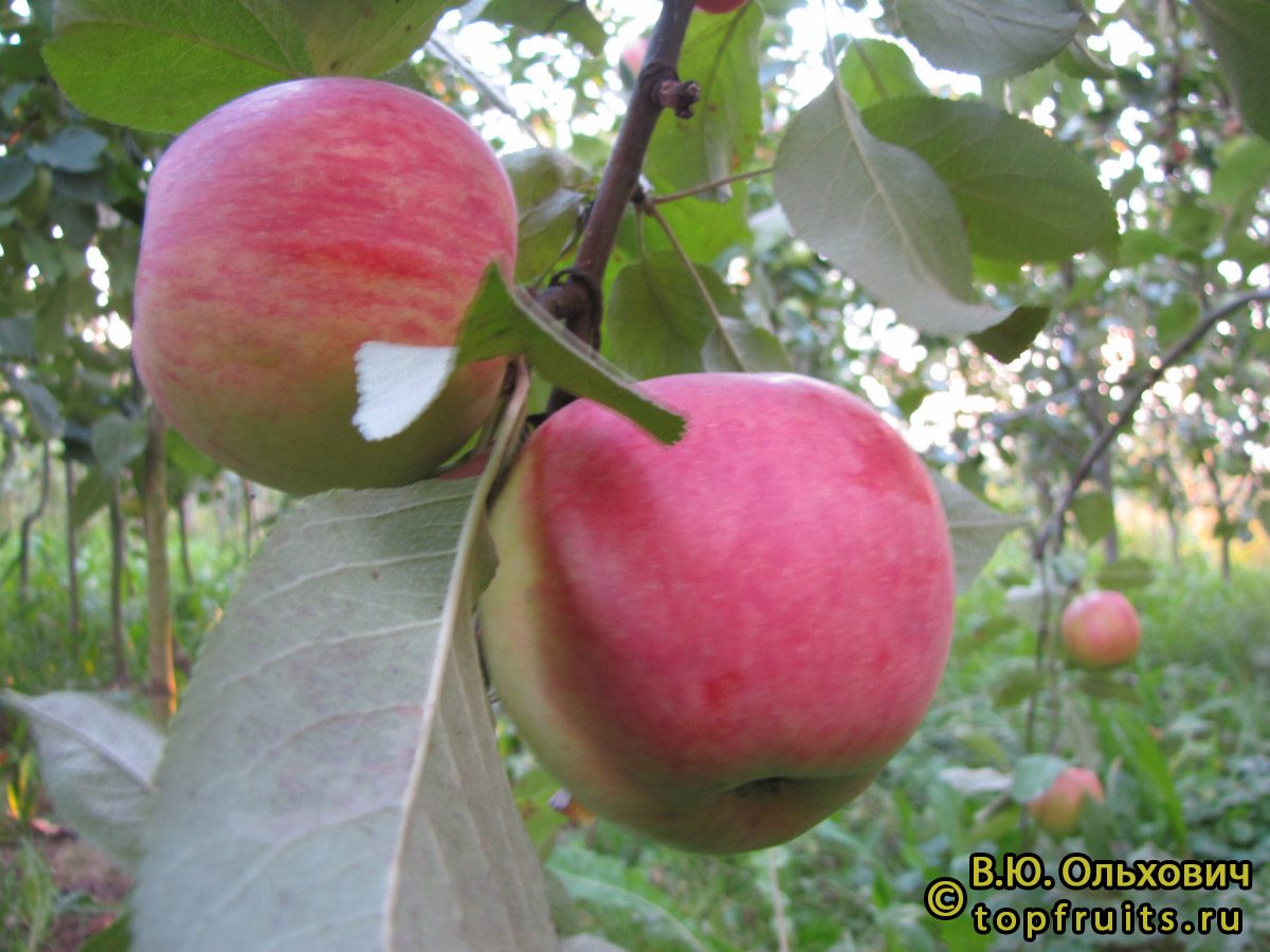 Кортланд фото яблок