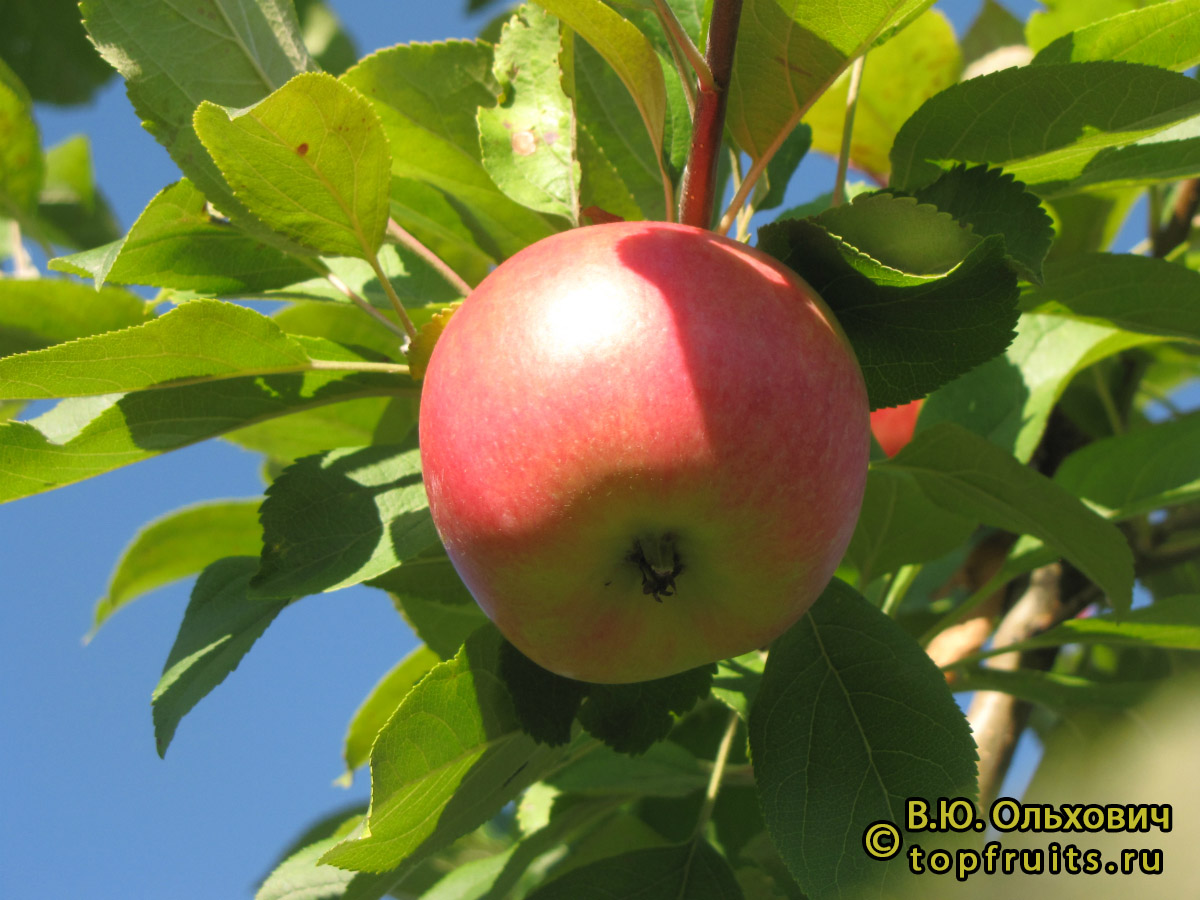 Лучезарное фото яблока