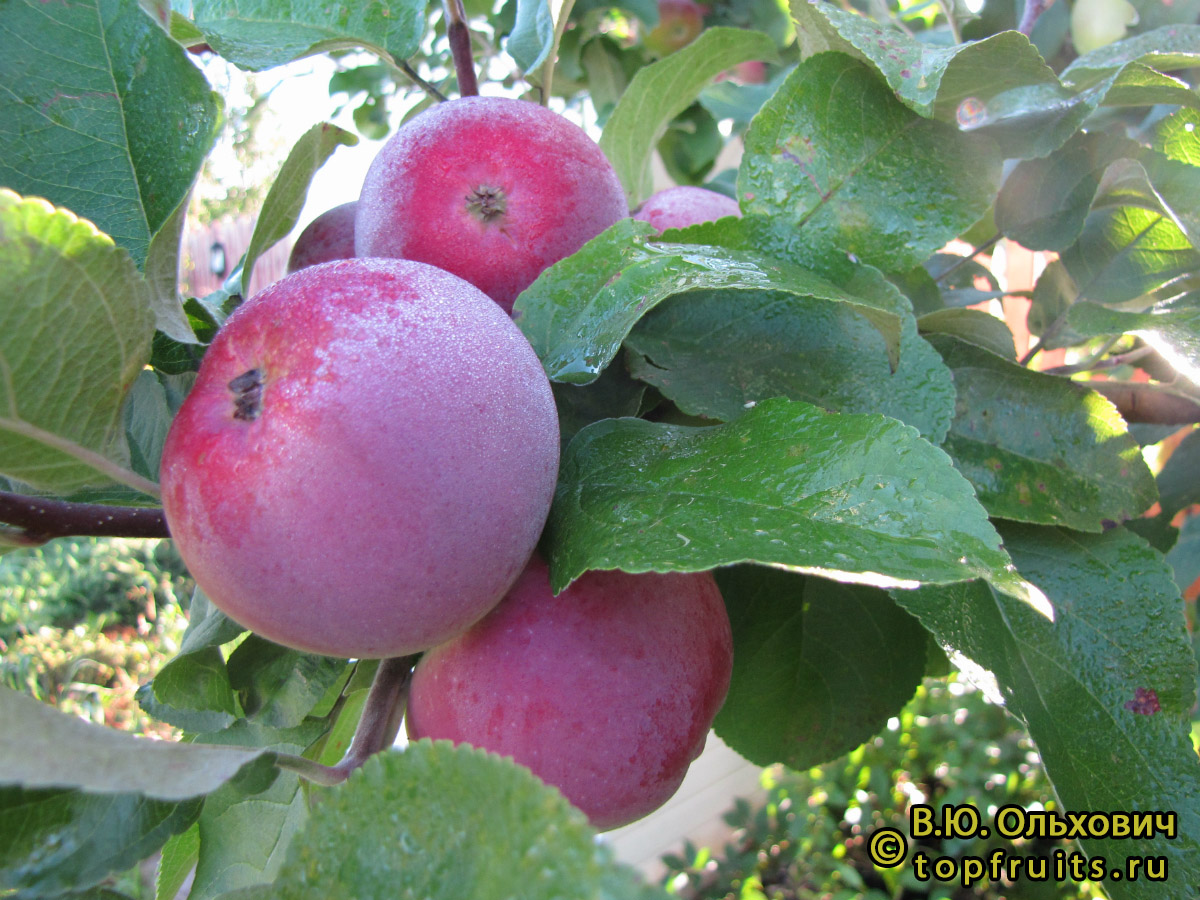 Яблоня Орлик - описание сорта и фото яблок