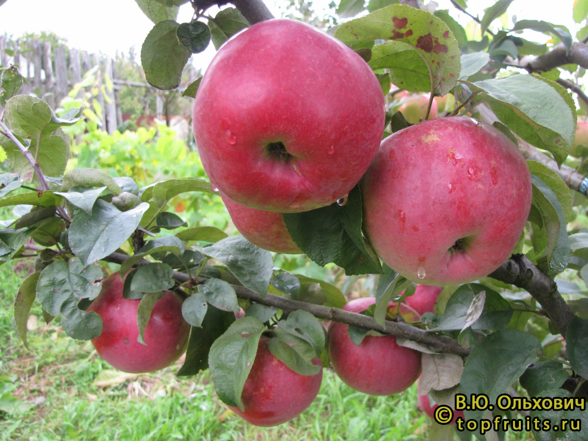 Яблоня Подарок Графскому - описание сорта и фото яблок