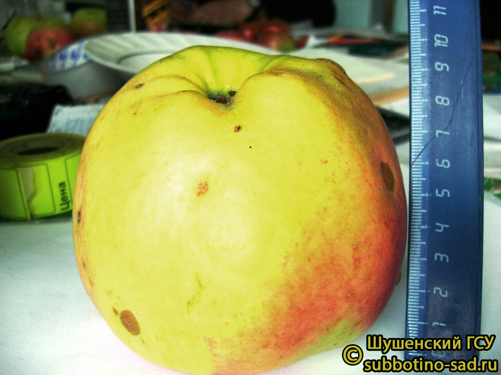 Яблоня Подснежник - описание сорта и фото яблок