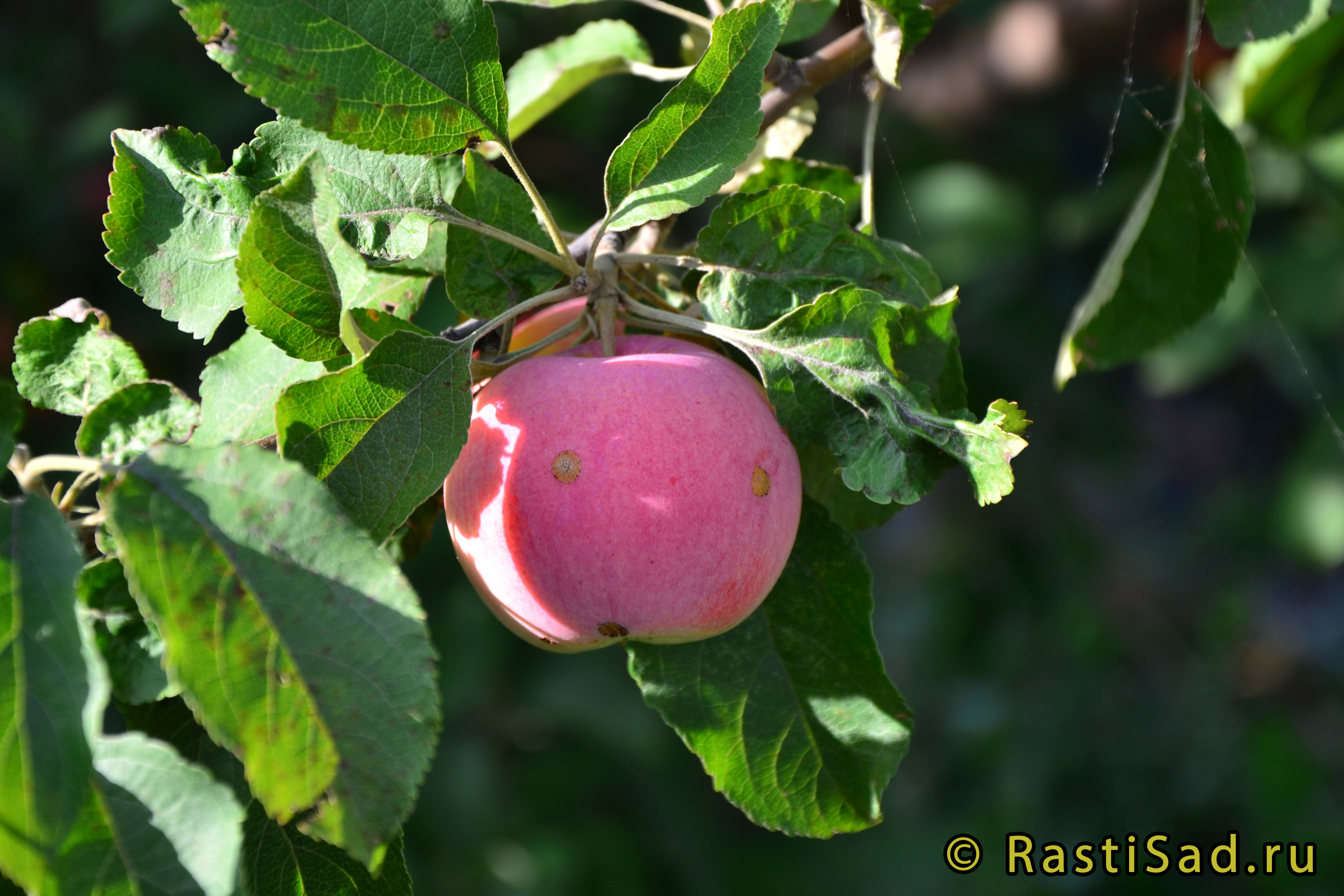 Розовый налив яблоня отзывы. Яблоня розовый налив. Яблоки розовый налив. Розовый налив яблоня описание. Яблоки бело розовый налив.