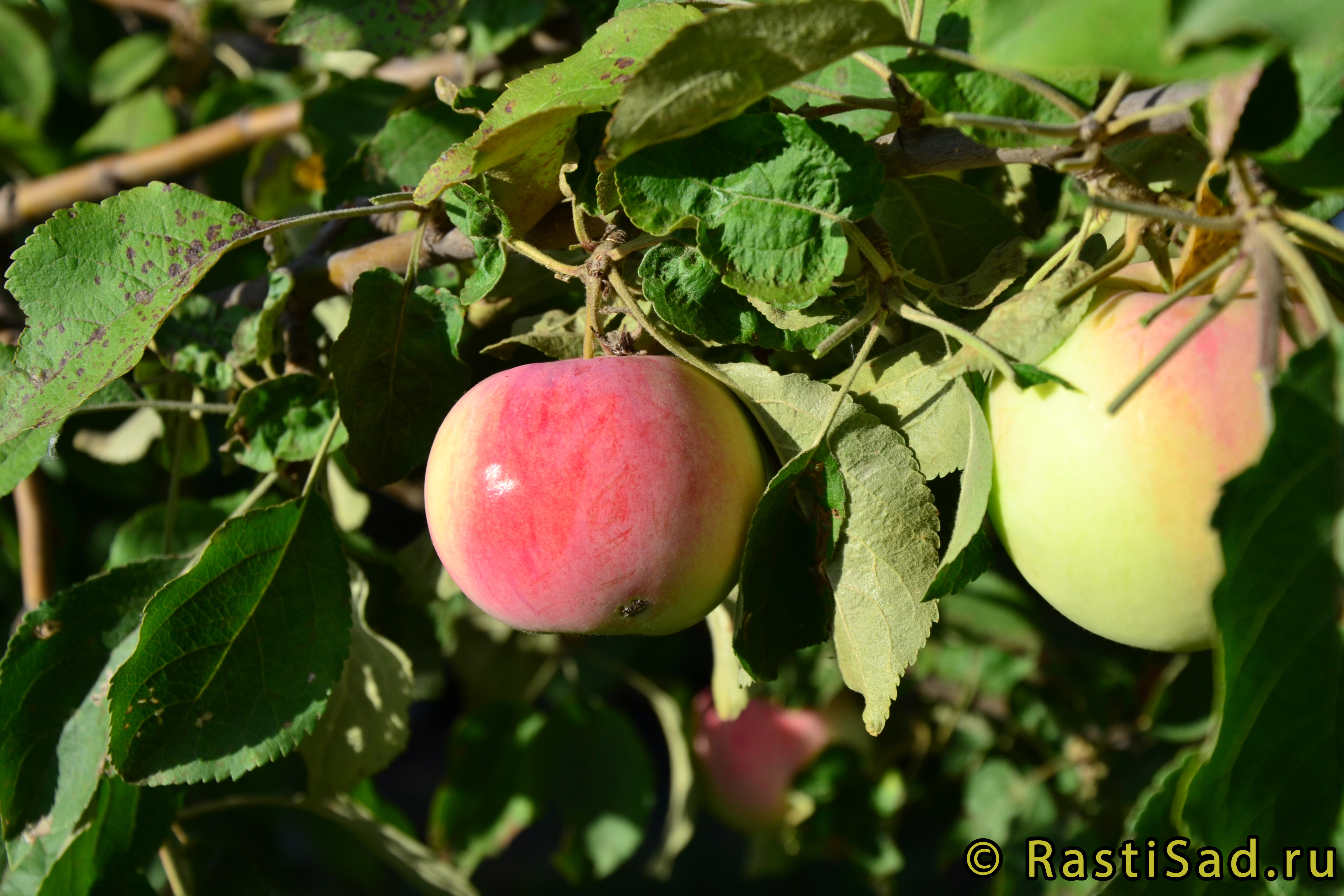 Розовый налив отзывы. Яблоня розовый налив. Яблоки розовый налив. Яблоки бело розовый налив. Яблоки белый налив.